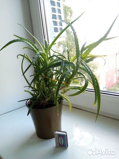 Продаю Алое, возраст 2 года