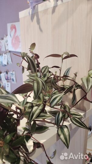 Домашние цветы,черенки