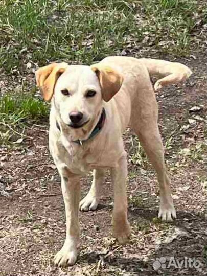 Замечательные щенки в поисках дома