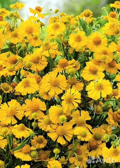 Гелениум осенний Хелена Голд