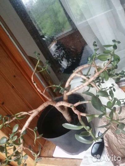 Денежное дерево толстянка большое