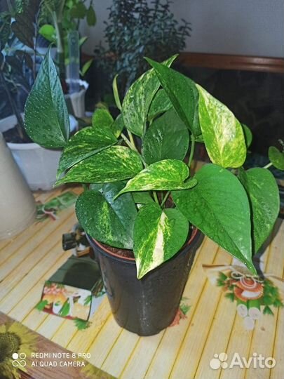 Эпипремнум 