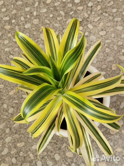 Драцена. Фил. Эписция