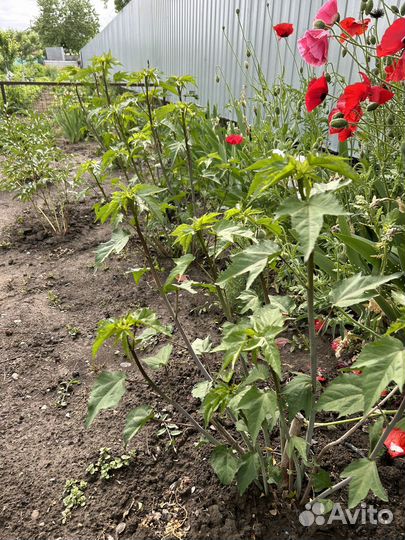 Гибискус Королевский садовый