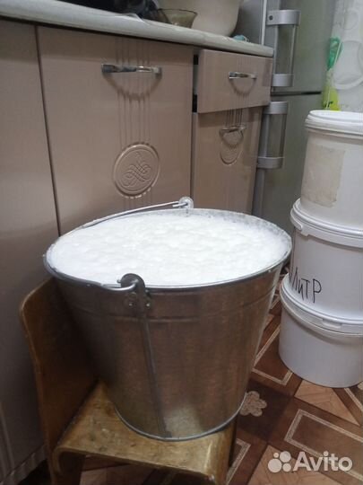 Корова дойная