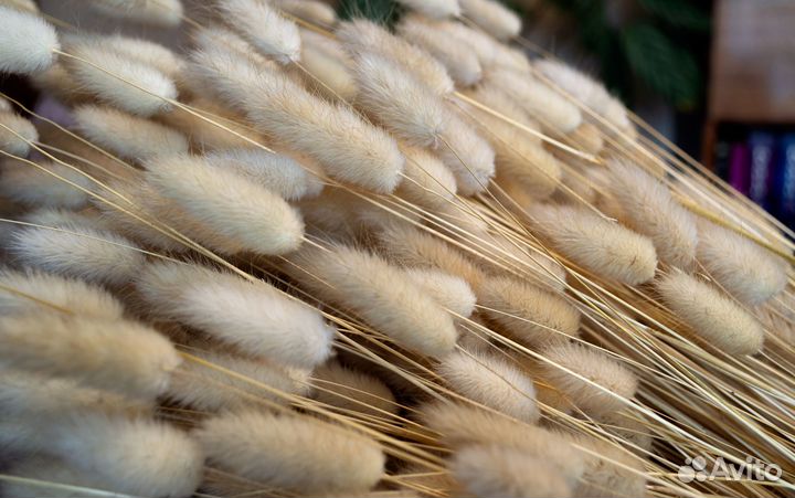 Сухоцветы лагурус (зайцехвост)