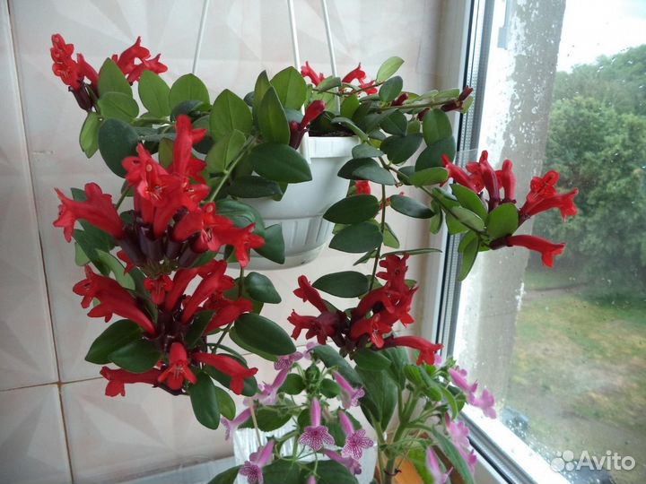 Комнатные цветы