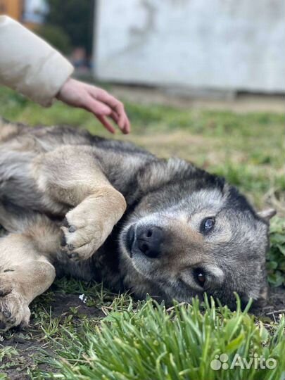Найдена собака