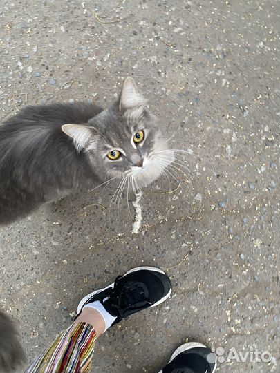 Кошка в дар