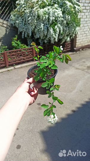 Спирея вангутта