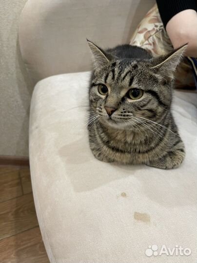 В добрые руки