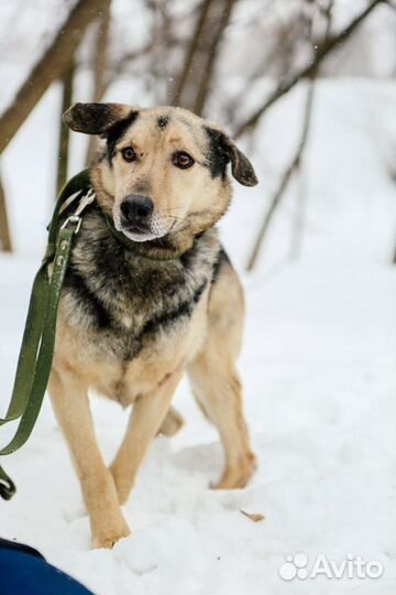 Привитый, кастрированный пёс Ларс ищут дом