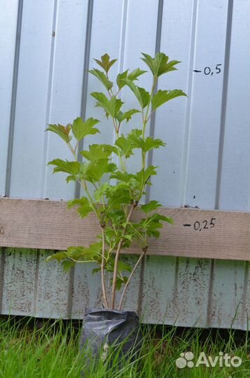 Калина Бульденеж