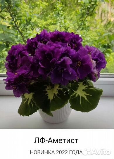 Сортовые фиалки. Детки листья