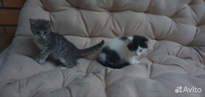 Котятки