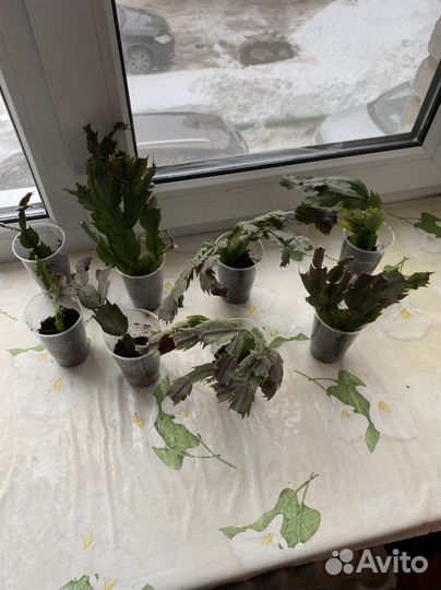 Цветок декабрист