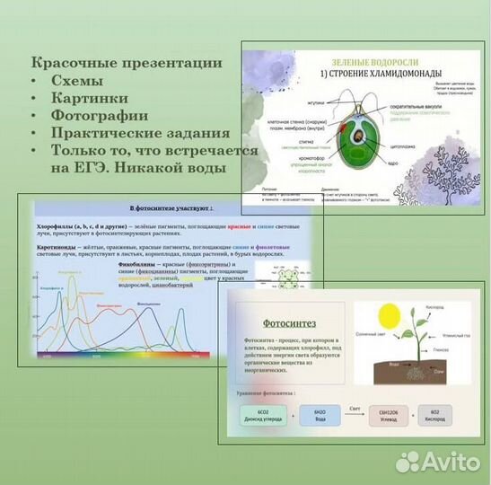 Репетитор по биологии ЕГЭ онлайн