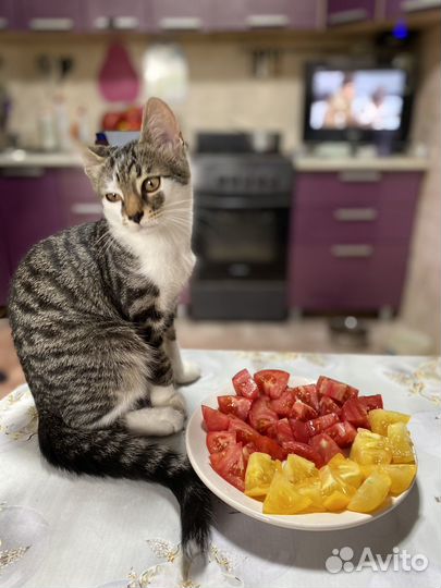 Кошка в дар