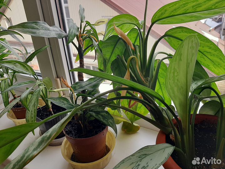 Цветок Аглаонема