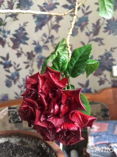 Китайская роза