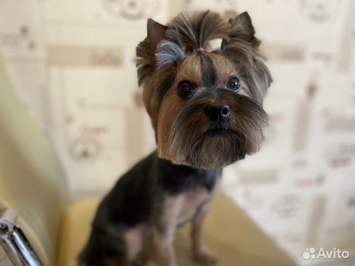 Груминг животных