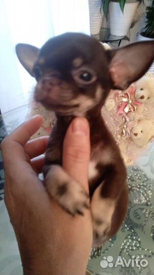 Щенки чихуахуа