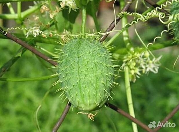 Бешеный огурец,эхиноцистис