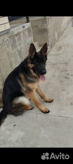 Вязка Немецкой овчарки кобель