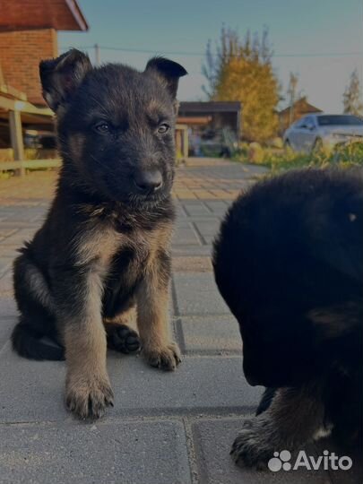 Булочки овчарки ищут новый дом