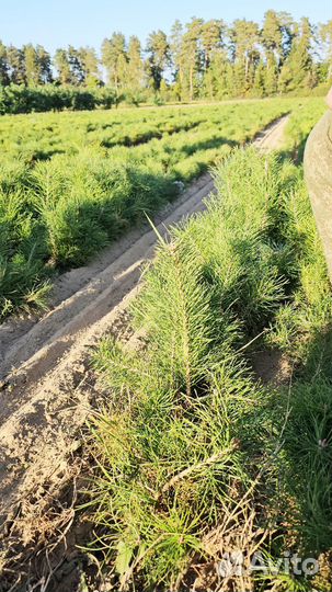 Сеянцы сосны окс оптом