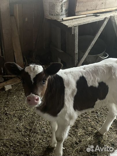 Телята телочки