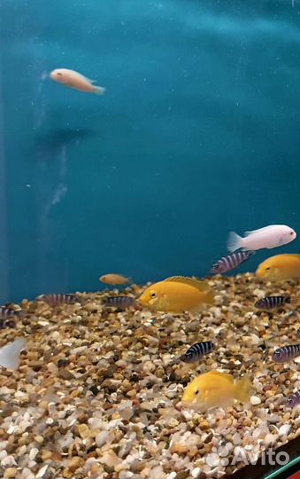 Аквариумные рыбки