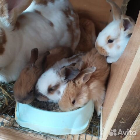 Кролик на разведение