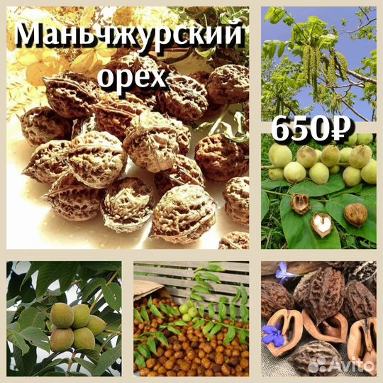Маньчжурский орех