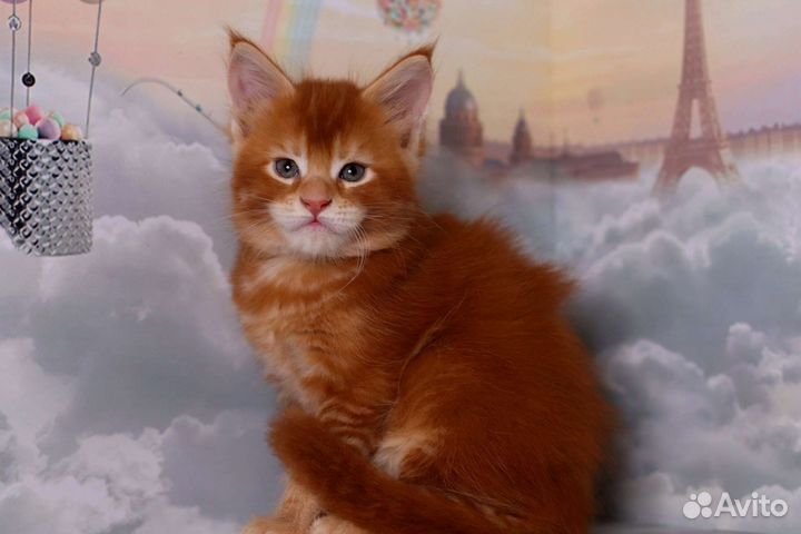 Мейн-кун шикарный солнечный котенок Питомник