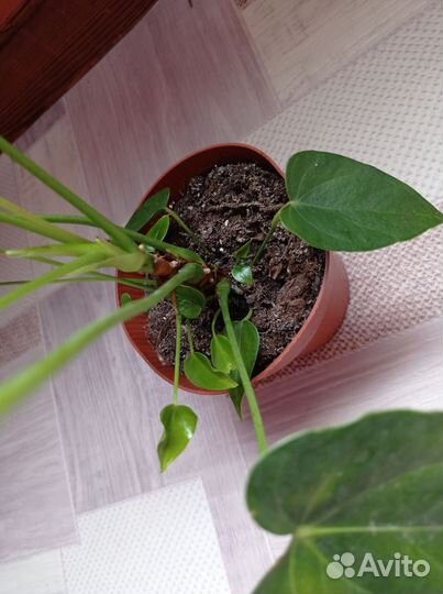 Комнатные цветы отростки