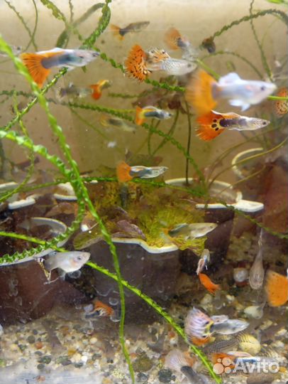 Гуппи Испанцы