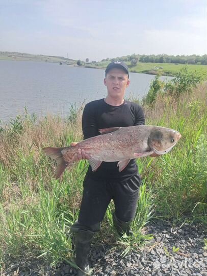 Технопланктон 70гр 40р