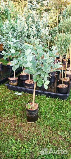 Ива Шерстистая на штамбе