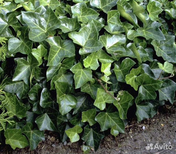 Садовый плющ