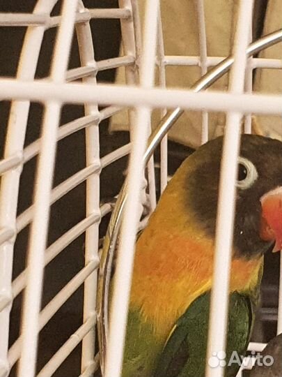 Масковые неразлучники