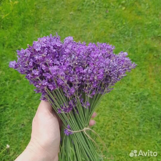 Букеты лаванды