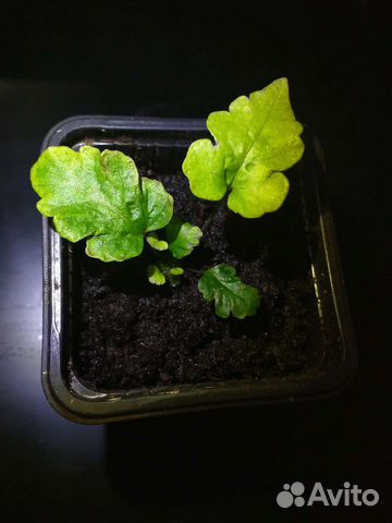 Pyrrosia - папоротник Пиррозия