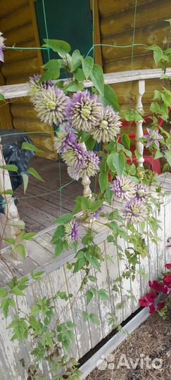 Клематис Тайга