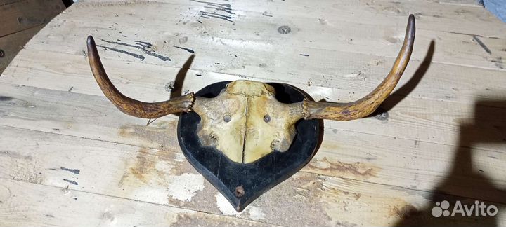 Рога с черепом