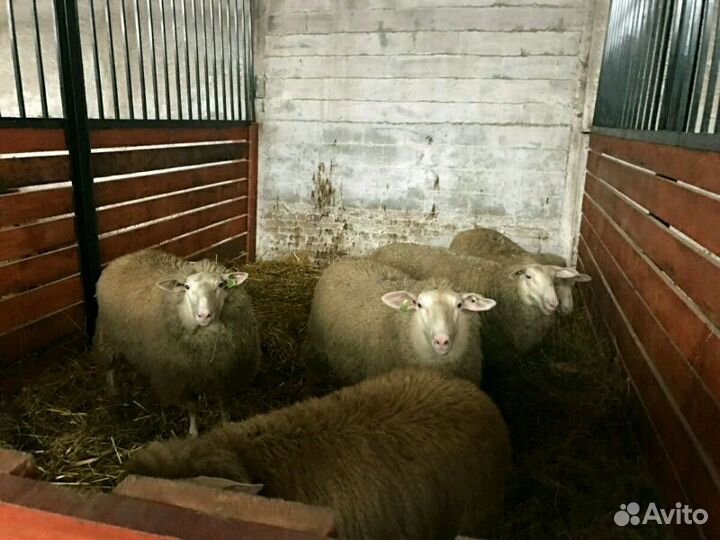 Овцы остфризской породы