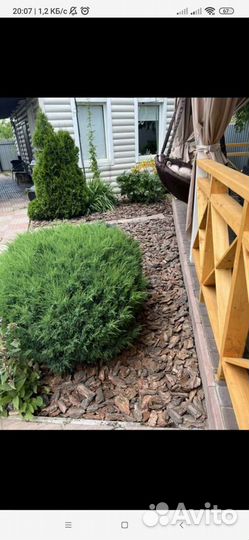 Кора сосновая Мульча сосновая Бесплатная доставка