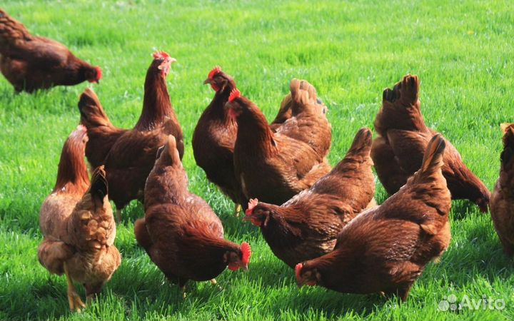 Курочки несушки фермерские