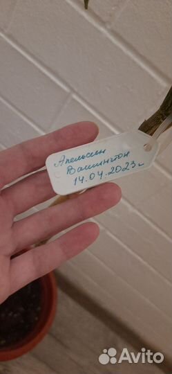 Лимон Апельсин Вашингтон