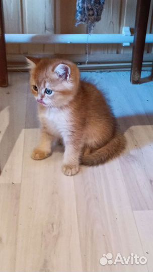 Золотые шиншиллы